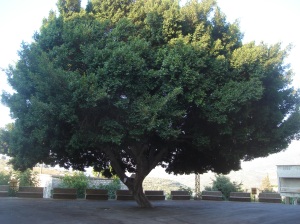 شجرة تظلل ساحة كنيسة داربعشتار